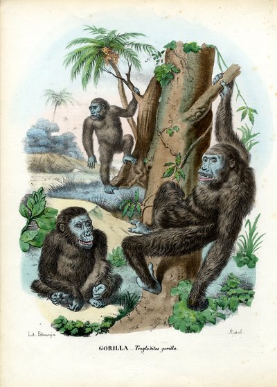 Gorilla, 1863-79 by Raimundo Petraroja